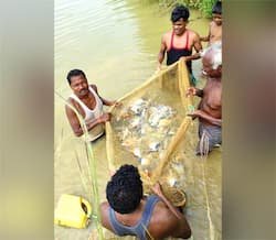 छत्तीसगढ़ में मछली पालन से किसानों की आय में इजाफा, जशपुर के किसान को 7 लाख का शुद्ध लाभ छत्तीसगढ़ में मछली पालन से किसानों की आय में इजाफा, जशपुर के किसान को 7 लाख का शुद्ध लाभ