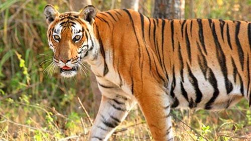 तमोर पिंगला टाइगर रिजर्व में रेस्क्यू किए बाघ की गूंज