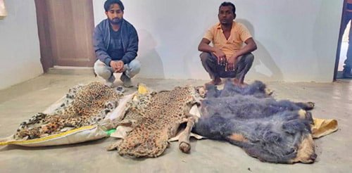 वन्यजीव तस्करों पर बड़ी कार्रवाई: हाथी दांत और खाल के साथ पांच गिरफ्तार