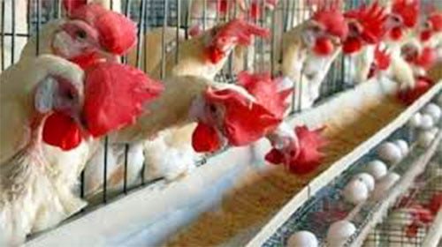 रायगढ़ कुक्कट पालन प्रक्षेत्र में बर्ड फ्लू रायगढ़ कुक्कट पालन प्रक्षेत्र में बर्ड फ्लू