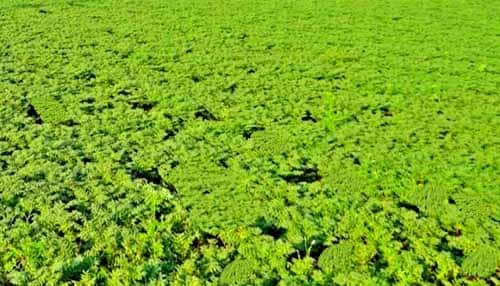छत्तीसगढ़ के किसान की अनोखी तरकीब, कम मेहनत में ज्यादा कमाई!
