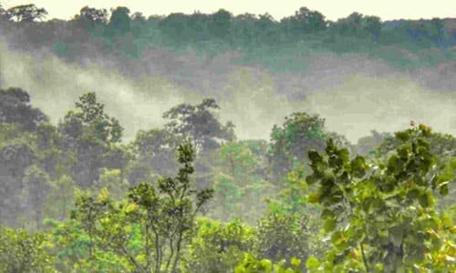 वनाधिकार क्रियान्वयन में छत्तीसगढ़ की अग्रणी भूमिका—वन विभाग की सशक्त प्रतिबद्धता का प्रमाण