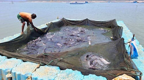 छत्तीसगढ़ में फिशरीज के नये युग की शुरूआत