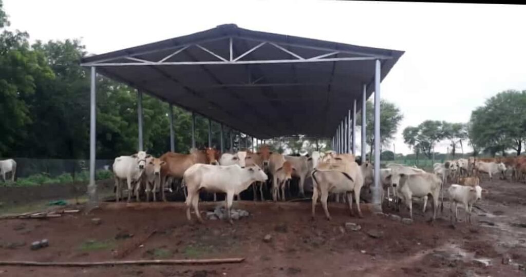 छत्तीसगढ़ में ‘गौधाम योजना’ की शुरुआत – पशुधन सुरक्षा, नस्ल सुधार और ग्रामीण अर्थव्यवस्था को मिलेगा संबल