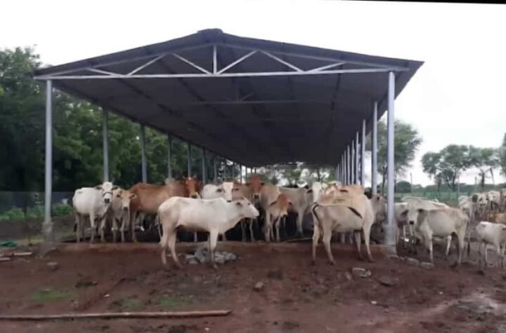 छत्तीसगढ़ में ‘गौधाम योजना’ की शुरुआत – पशुधन सुरक्षा, नस्ल सुधार और ग्रामीण अर्थव्यवस्था को मिलेगा संबल