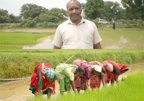 समय पर मिला खाद, खिल उठी उम्मीदें, संतोष की मेहनत में भरेंगे रंग