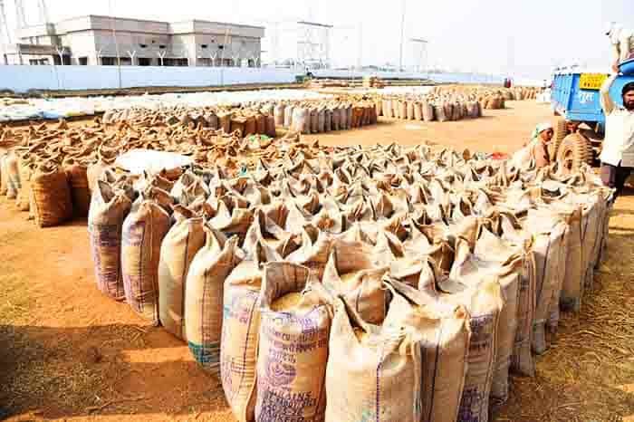 राज्य के सभी जिलों में समर्थन मूल्य पर धान खरीदी का सिलसिला जारी