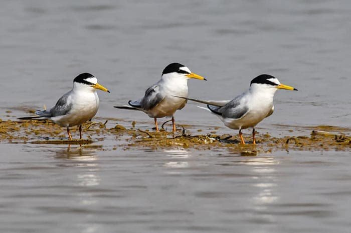 कोपरा जलाशय को मिलेगा रामसर स्थल का दर्जा