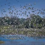 कोपरा जलाशय को मिला रामसर का दर्जा, छत्तीसगढ़ के पर्यावरण मानचित्र पर नई पहचान