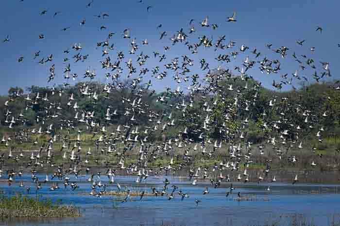 कोपरा जलाशय को मिला रामसर का दर्जा, छत्तीसगढ़ के पर्यावरण मानचित्र पर नई पहचान