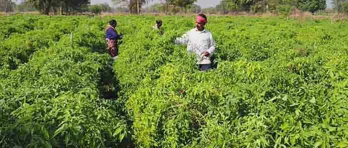 ड्रिप तकनीक से किसान मुकेश चौधरी को धान–मिर्ची की खेती से लाखों की आय