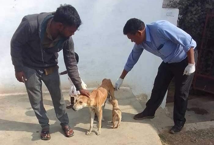 अहिवारा नगर पालिका क्षेत्र में आवारा कुत्तों का डिवर्मिंग एवं एंटी-रेबीज टीकाकरण