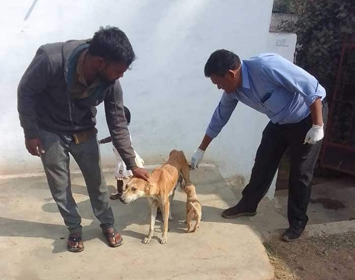 अहिवारा नगर पालिका क्षेत्र में आवारा कुत्तों का डिवर्मिंग एवं एंटी-रेबीज टीकाकरण