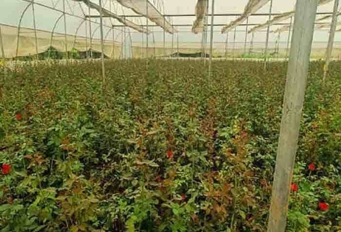 खेतों में अब सिर्फ धान नहीं, खुशबू भी उग रही है