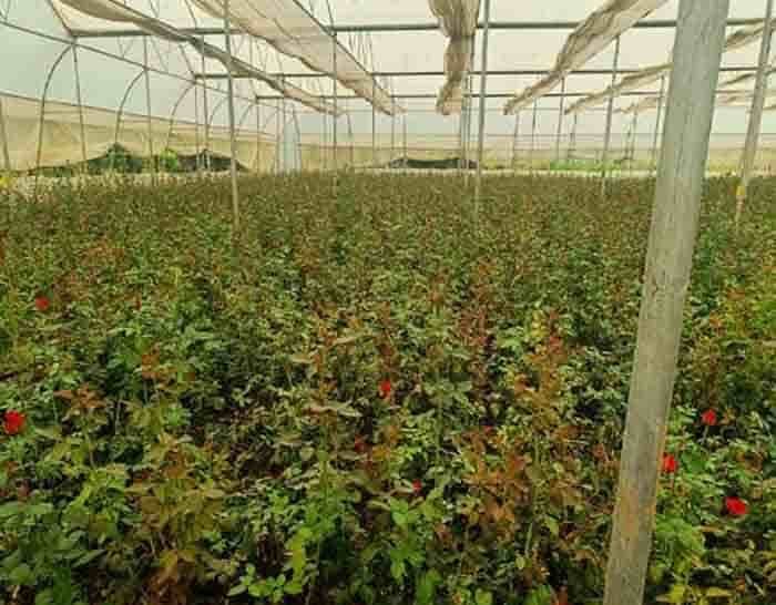 खेतों में अब सिर्फ धान नहीं, खुशबू भी उग रही है