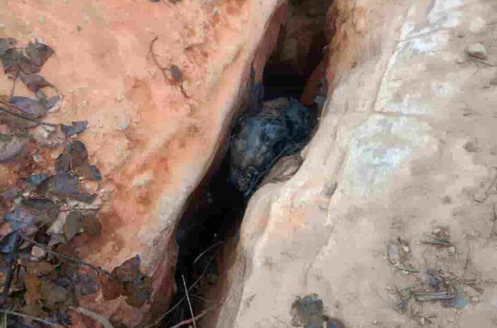 जंगल क्षेत्र में हाथी के बच्चे की हुई मौत, पोस्टमार्टम के बाद होगी कारणों की पुष्टि