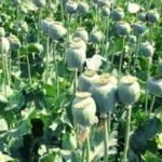 बलरामपुर में 2 एकड़ से अधिक भूमि पर अवैध अफीम खेती के खिलाफ प्रशासन-पुलिस की संयुक्त कार्रवाई