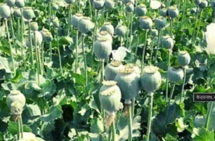 बलरामपुर में 2 एकड़ से अधिक भूमि पर अवैध अफीम खेती के खिलाफ प्रशासन-पुलिस की संयुक्त कार्रवाई