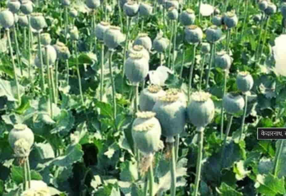 बलरामपुर में 2 एकड़ से अधिक भूमि पर अवैध अफीम खेती के खिलाफ प्रशासन-पुलिस की संयुक्त कार्रवाई