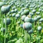 रायगढ़ जिला प्रशासन ने 72 घंटे के भीतर अफीम की खेती पर कार्रवाई की