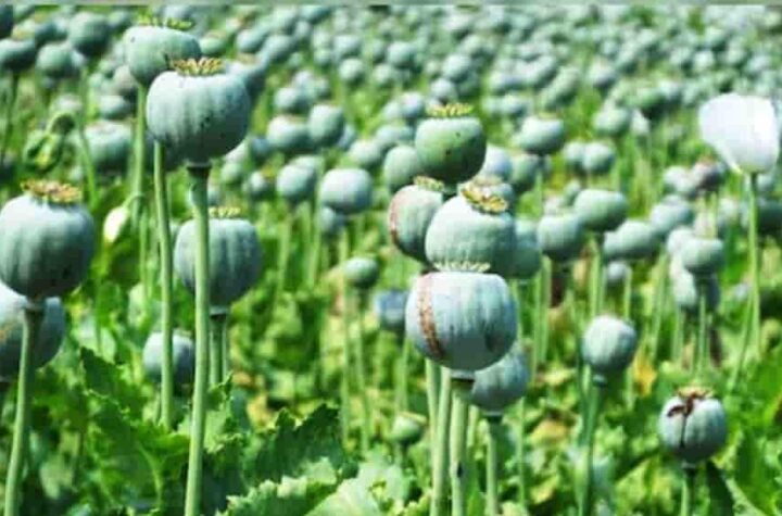 रायगढ़ जिला प्रशासन ने 72 घंटे के भीतर अफीम की खेती पर कार्रवाई की