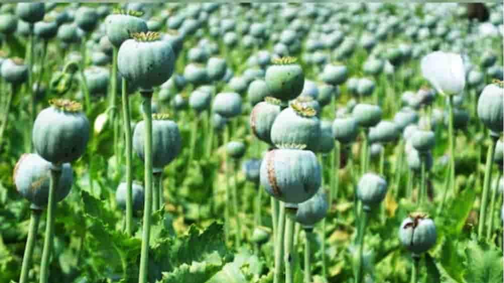 रायगढ़ जिला प्रशासन ने 72 घंटे के भीतर अफीम की खेती पर कार्रवाई की