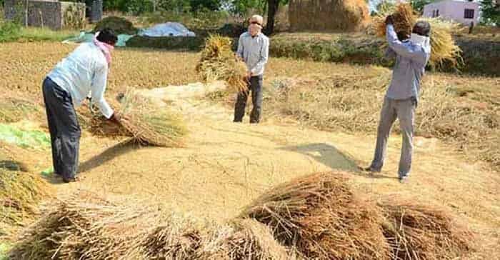 किसानों के सम्मान और डिजिटल पारदर्शिता से सफल हुआ धान खरीदी का महाअभियान