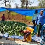 संघर्ष से सफलता तक: खीरे की खेती ने सुभद्रा को बनाया आत्मनिर्भर