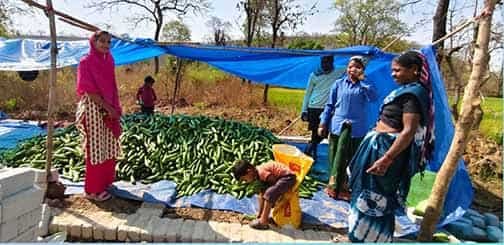 संघर्ष से सफलता तक: खीरे की खेती ने सुभद्रा को बनाया आत्मनिर्भर