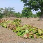 हरा सोना संग्राहकों की आय बढ़ाने के लिए कदम उठाए गए