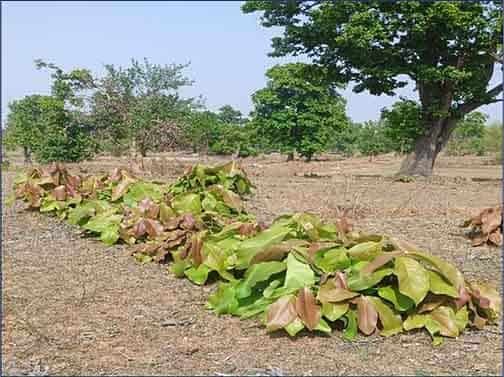 हरा सोना संग्राहकों की आय बढ़ाने के लिए कदम उठाए गए