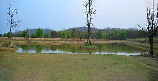 भीषण गर्मी में बारनवापारा बना वन्यजीवों की ‘संजीवनी’, राहत की सांस ले रहे जीव