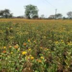 बालोद जिले के किसानों में कुसुम की खेती के प्रति रूझान बढ़ा