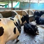 ललित यादव ने मजदूरी छोड़ मल्टी-फार्मिंग अपनाई