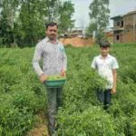बिना केमिकल की मिर्च से डोलनारायण ने कमाया बंपर मुनाफा