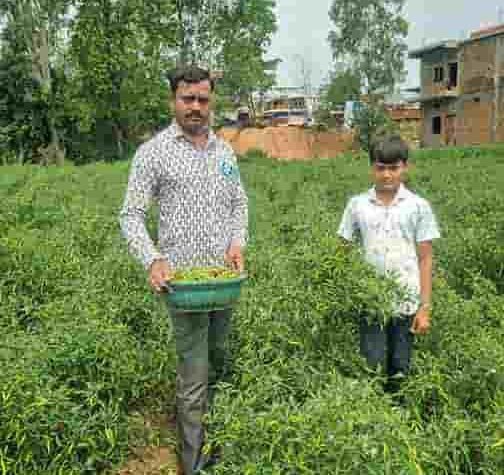 बिना केमिकल की मिर्च से डोलनारायण ने कमाया बंपर मुनाफा