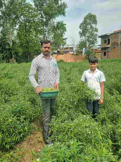 बिना केमिकल की मिर्च से डोलनारायण ने कमाया बंपर मुनाफा