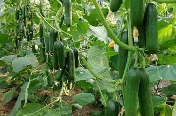 उद्यानिकी विभाग की योजना से कमार कृषक को मिला लाभ