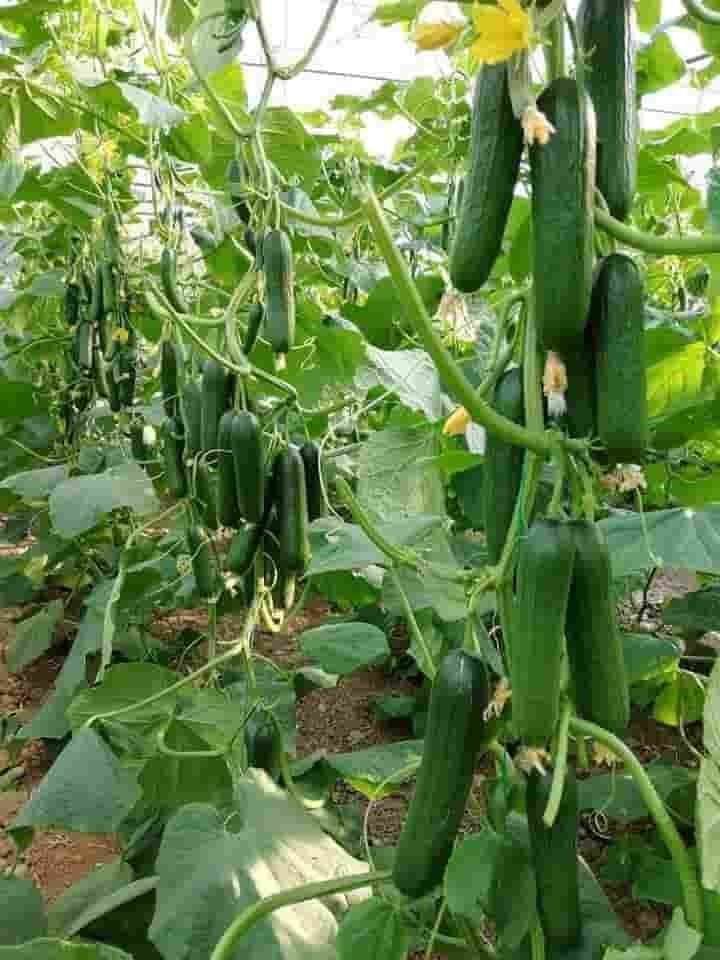 उद्यानिकी विभाग की योजना से कमार कृषक को मिला लाभ