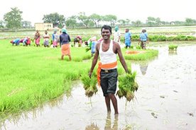 पीएम किसान योजना में गौरेला-पेन्ड्रा-मरवाही की बड़ी उपलब्धि, 80% लक्ष्य हुआ पूरा