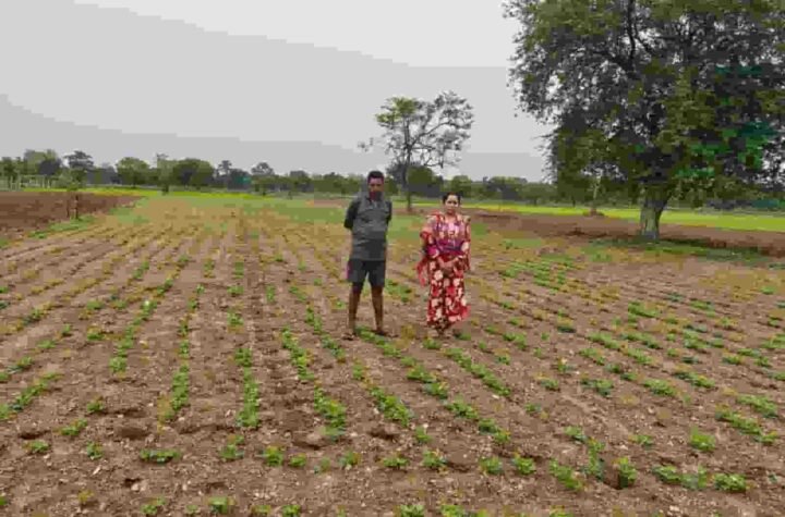सफलता की कहानी: किसानों ने अपनाया लाभकारी फसलों का विकल्प