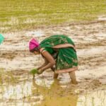झमाझम बारिश ने खिलाए किसानों के चेहरे, खेतों में लौटी रौनक