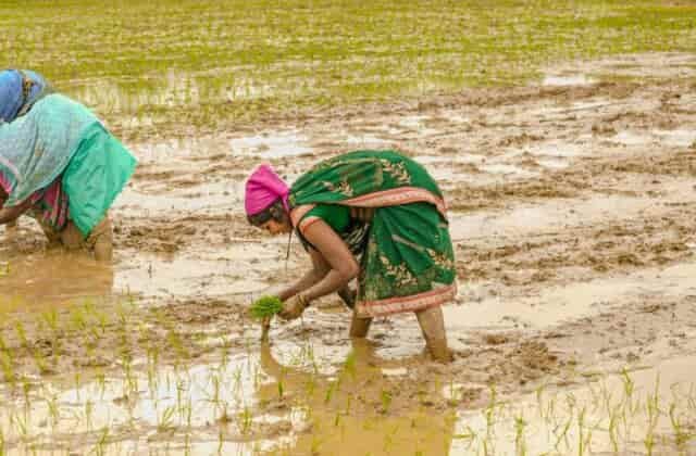 झमाझम बारिश ने खिलाए किसानों के चेहरे, खेतों में लौटी रौनक