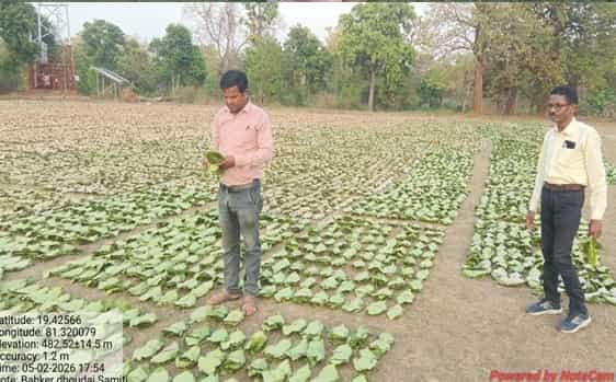 तेन्दूपत्ता संग्रहण की नई पहल से अबुझमाड़ के 22 गांव लाभान्वित