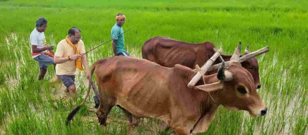 मुख्यमंत्री विष्णु देव साय का माटी और खेती-किसानी से आत्मीय जुड़ाव
