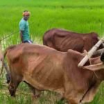 मुख्यमंत्री विष्णु देव साय का माटी और खेती-किसानी से आत्मीय जुड़ाव