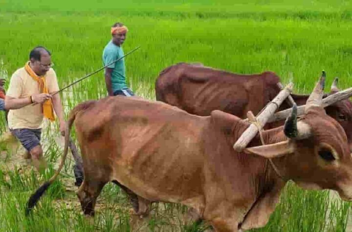 मुख्यमंत्री विष्णु देव साय का माटी और खेती-किसानी से आत्मीय जुड़ाव