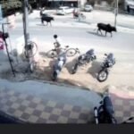 सड़क पर पशु या हादसे का खतरा? सुप्रीम कोर्ट ने लावारिस पशुओं से बढ़ती दुर्घटनाओं पर जताई चिंता