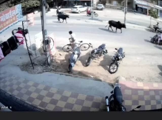 सड़क पर पशु या हादसे का खतरा? सुप्रीम कोर्ट ने लावारिस पशुओं से बढ़ती दुर्घटनाओं पर जताई चिंता