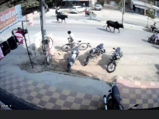 सड़क पर पशु या हादसे का खतरा? सुप्रीम कोर्ट ने लावारिस पशुओं से बढ़ती दुर्घटनाओं पर जताई चिंता